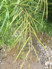 Sporobolus michauxianus