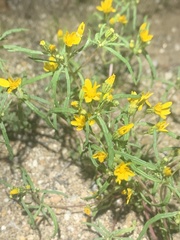 Pectis papposa papposa