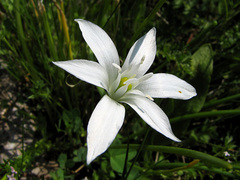 Ornithogalum