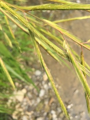 Sporobolus michauxianus