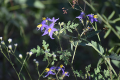 Solanum citrullifolium
