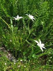 Ornithogalum