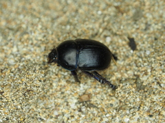 Sericotrupes niger