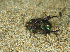 Sericotrupes niger