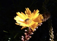 Colletes compactus compactus