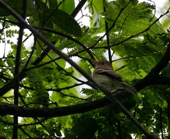 Lathrotriccus euleri