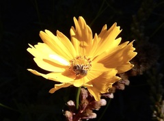 Colletes compactus compactus