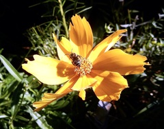 Colletes compactus compactus