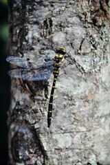 Cordulegaster bidentata