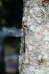 Cordulegaster bidentata