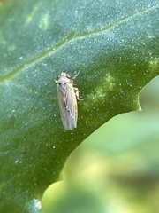 Macrosteles