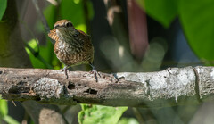 Thryophilus pleurostictus