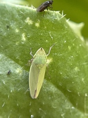 Draeculacephala minerva