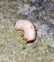 Dynastes tityus
