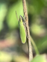 Draeculacephala minerva