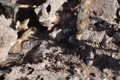 Novomessor albisetosus