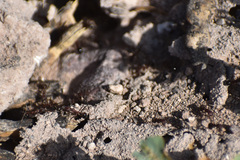 Novomessor albisetosus