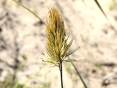 Geochloa rufa