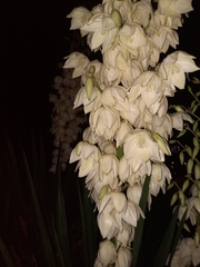 Yucca gloriosa