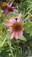 Echinacea