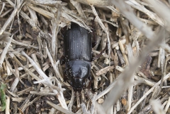 Anisodactylus binotatus