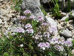 Iberis