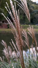 Miscanthus