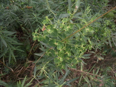 Euphorbia