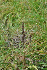 Epipactis