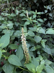 Phytolacca heterotepala