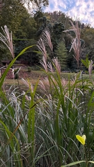 Miscanthus