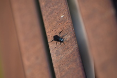 Sphecidae