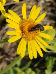 Astylus quadrilineatus