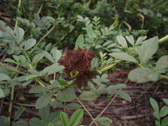 Glycyrrhiza echinata