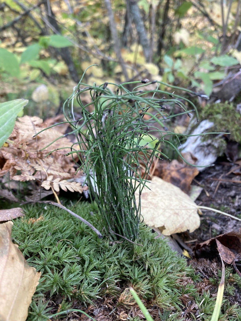 dwarf horsetail from Wrenshall, MN, US on October 02, 2022 at 11:31 AM ...