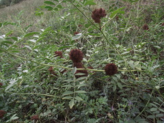 Glycyrrhiza echinata