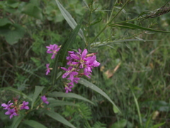 Lythrum virgatum