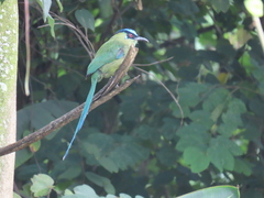 Momotus aequatorialis