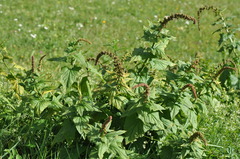 Blitum bonus-henricus