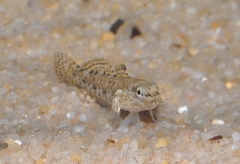 Gobius cobitis