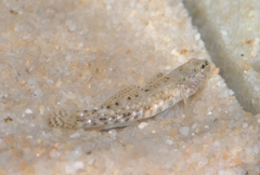 Gobius cobitis