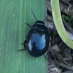 Chrysolina haemoptera