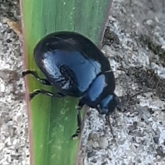 Chrysolina haemoptera