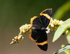 Riodina lycisca