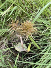 Cyperus strigosus