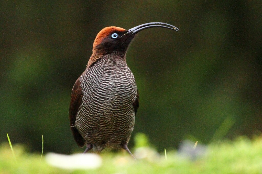 Brown Sicklebill (Epimachus meyeri) photo