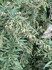 Artemisia vulgaris