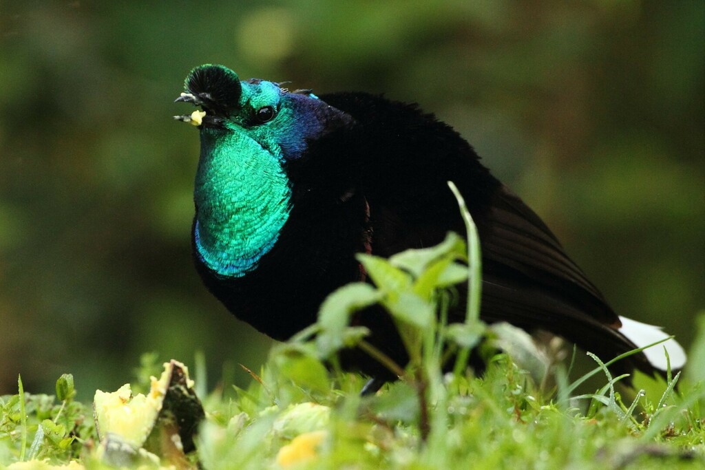 Ribbon-tailed Astrapia