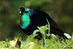 Astrapia mayeri