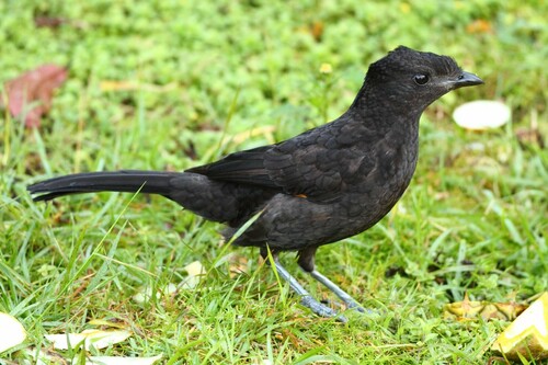 Archboldia papuensis observed 2013-07-07